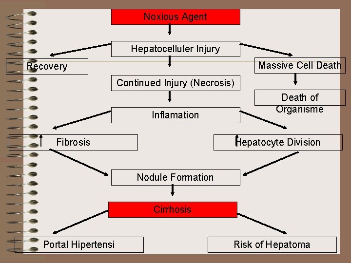 Noxious Agent Hepatocelluler Injury Massive Cell Death Recovery Continued Injury (Necrosis) Inflamation Fibrosis Death