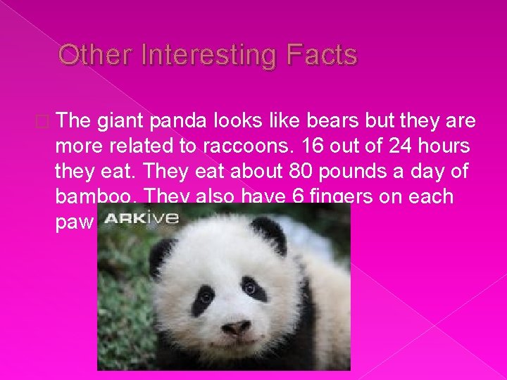 Other Interesting Facts � The giant panda looks like bears but they are more