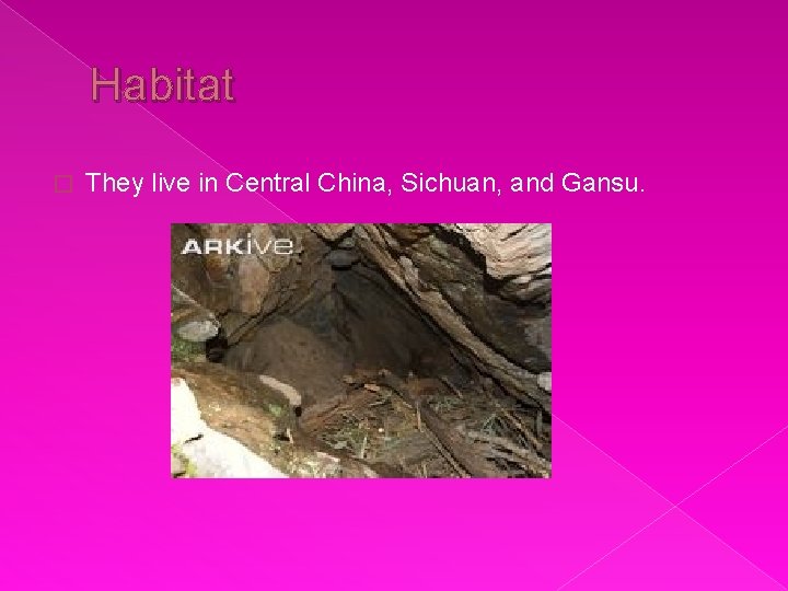 Habitat � They live in Central China, Sichuan, and Gansu. 