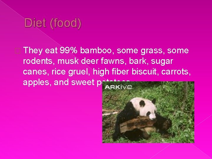 Diet (food) � They eat 99% bamboo, some grass, some rodents, musk deer fawns,