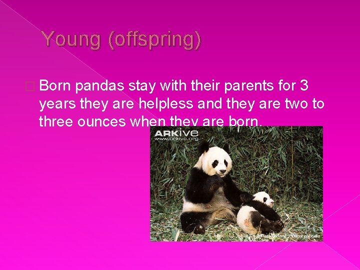 Young (offspring) � Born pandas stay with their parents for 3 years they are