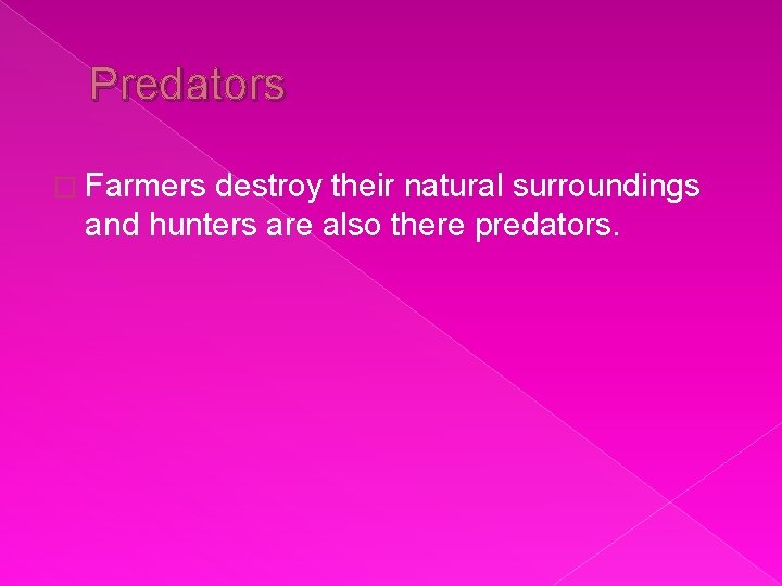 Predators � Farmers destroy their natural surroundings and hunters are also there predators. 