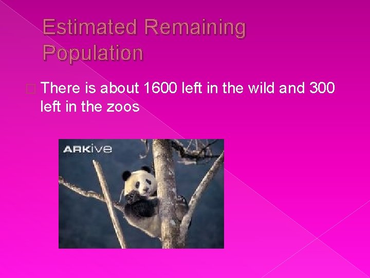 Estimated Remaining Population � There is about 1600 left in the wild and 300