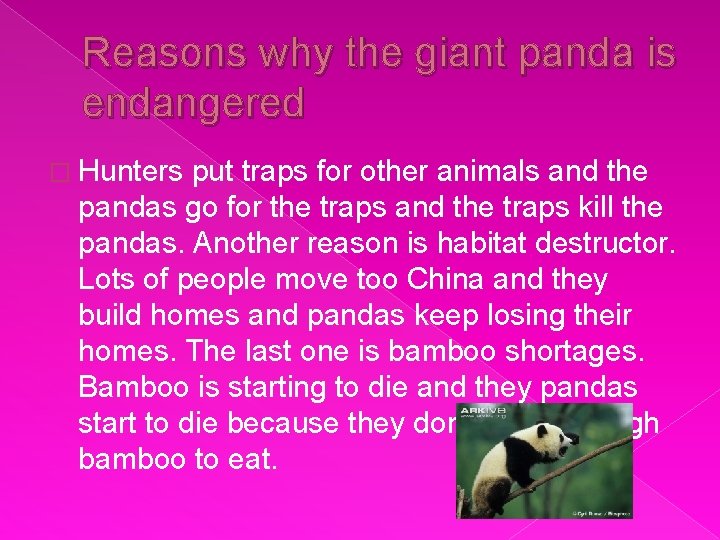 Reasons why the giant panda is endangered � Hunters put traps for other animals
