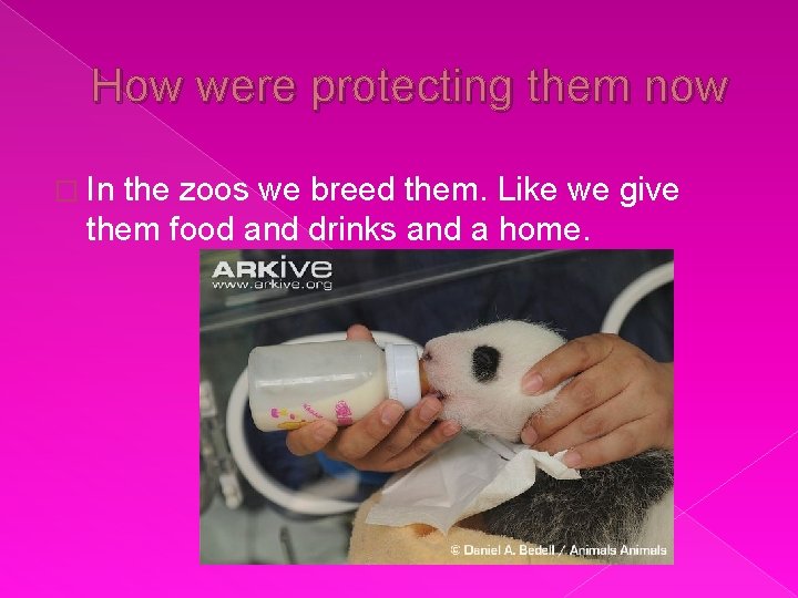 How were protecting them now � In the zoos we breed them. Like we