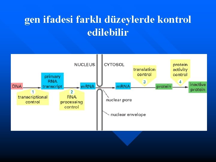 gen ifadesi farklı düzeylerde kontrol edilebilir 