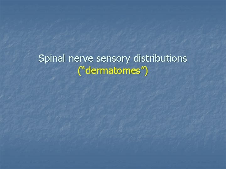 Spinal nerve sensory distributions (“dermatomes”) 