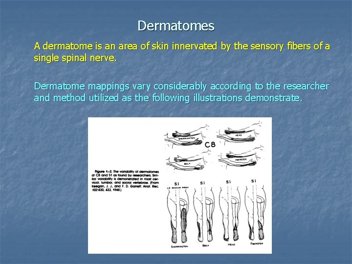 Dermatomes A dermatome is an area of skin innervated by the sensory fibers of