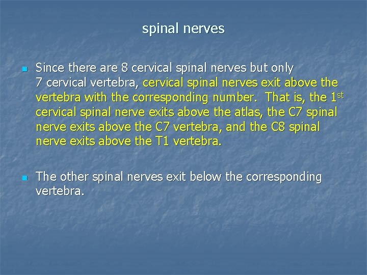 spinal nerves n n Since there are 8 cervical spinal nerves but only 7