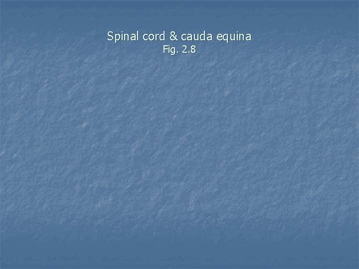 Spinal cord & cauda equina Fig. 2. 8 