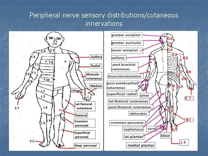 Peripheral nerve sensory distributions/cutaneous innervations 