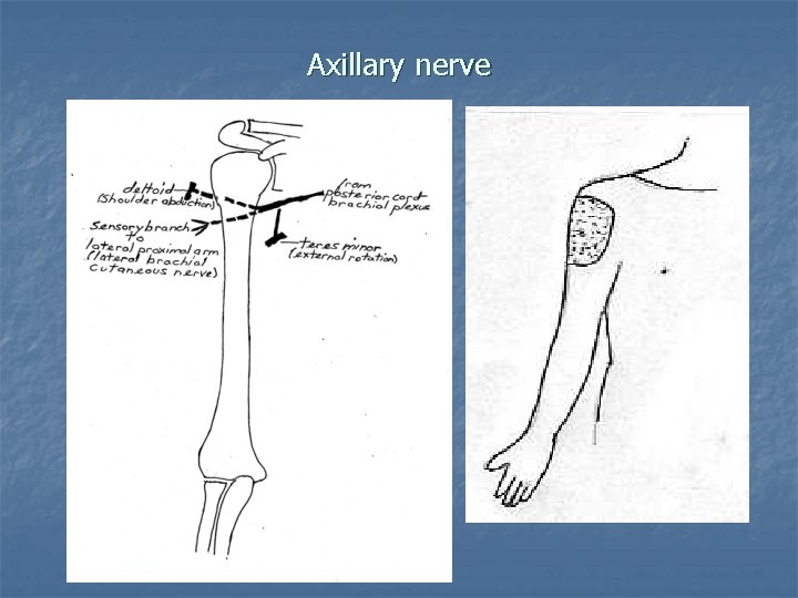 Axillary nerve 