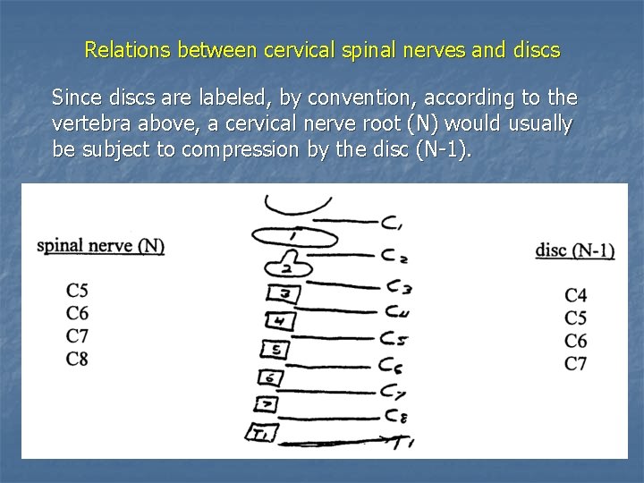Relations between cervical spinal nerves and discs Since discs are labeled, by convention, according