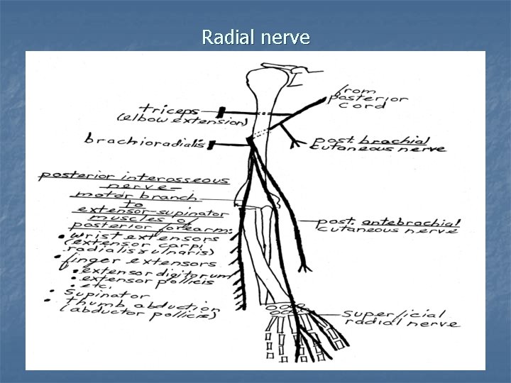 Radial nerve 