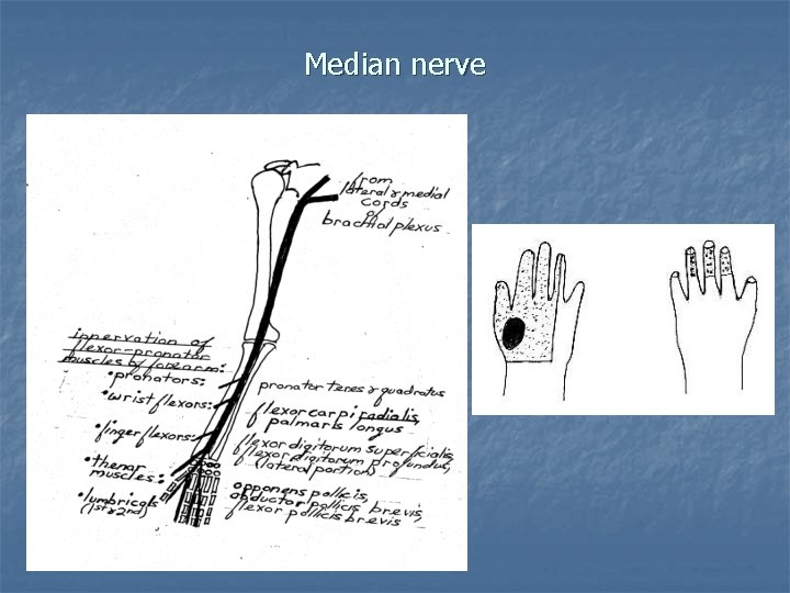 Median nerve 