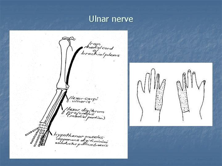 Ulnar nerve 