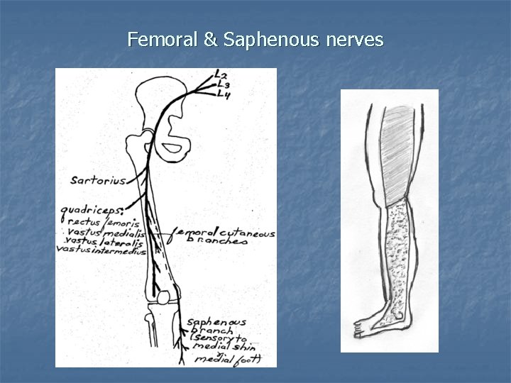 Femoral & Saphenous nerves 