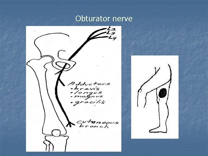 Obturator nerve 