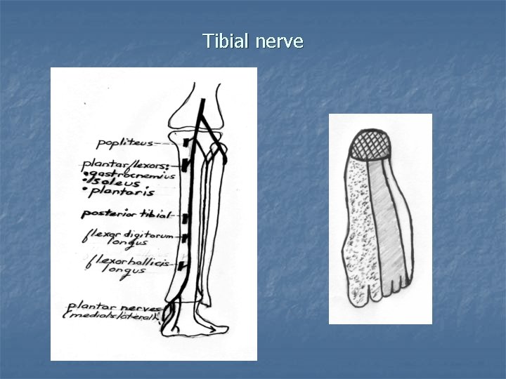 Tibial nerve 