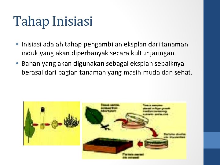 Tahap Inisiasi • Inisiasi adalah tahap pengambilan eksplan dari tanaman induk yang akan diperbanyak