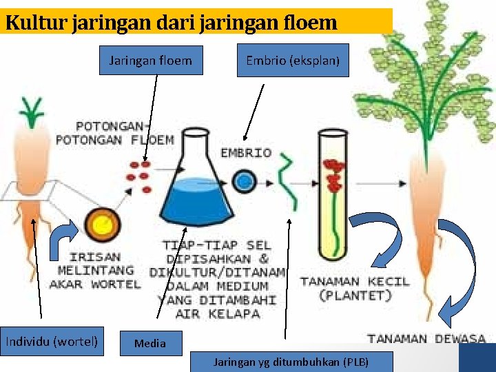 Kultur jaringan dari jaringan floem Jaringan floem Individu (wortel) Embrio (eksplan) Media Jaringan yg