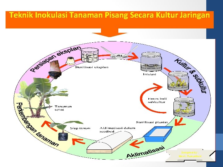 Teknik Inokulasi Tanaman Pisang Secara Kultur Jaringan Designed by : Moch. Ramadhoni 