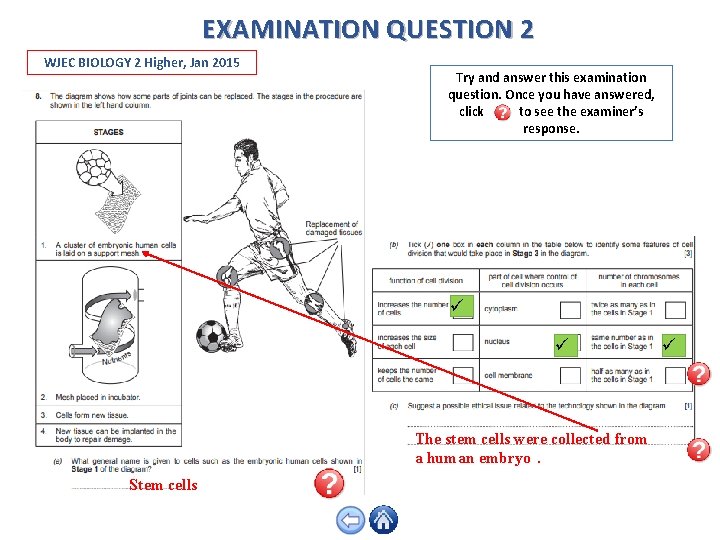 EXAMINATION QUESTION 2 WJEC BIOLOGY 2 Higher, Jan 2015 Try and answer this examination