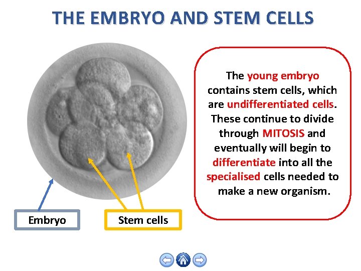 THE EMBRYO AND STEM CELLS The young embryo contains stem cells, which are undifferentiated