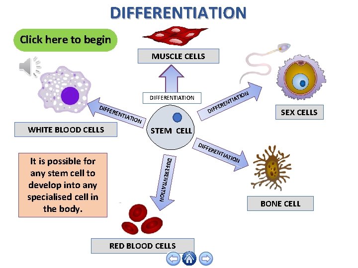 DIFFERENTIATION Click here to begin MUSCLE CELLS ION IAT ENT DIFFERENTIATION DIFF ERE WHITE