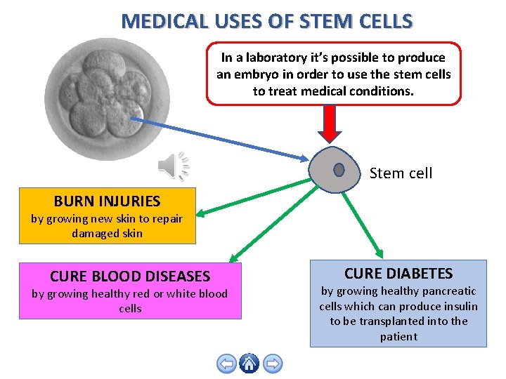 MEDICAL USES OF STEM CELLS In a laboratory it’s possible to produce an embryo