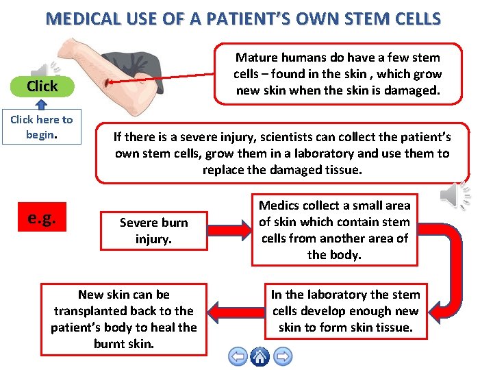 MEDICAL USE OF A PATIENT’S OWN STEM CELLS Mature humans do have a few