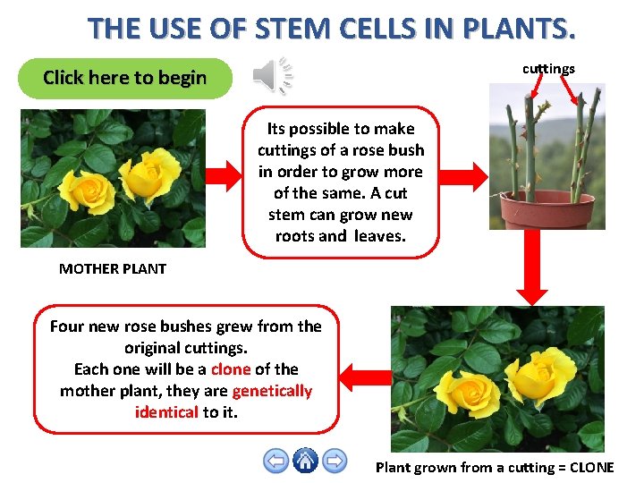 THE USE OF STEM CELLS IN PLANTS. cuttings Click here to begin Its possible