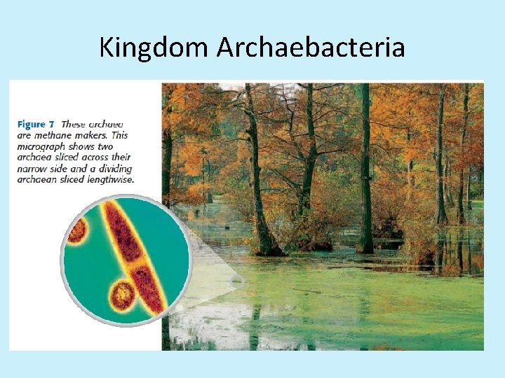 Kingdom Archaebacteria 