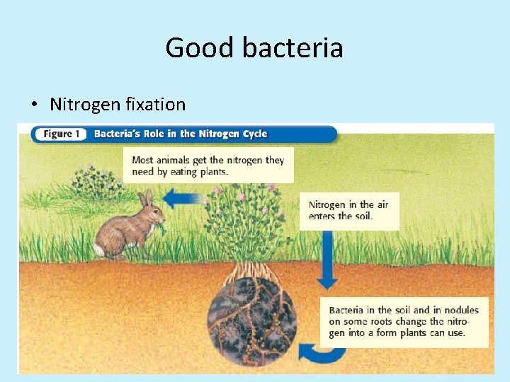 Good bacteria • Nitrogen fixation 