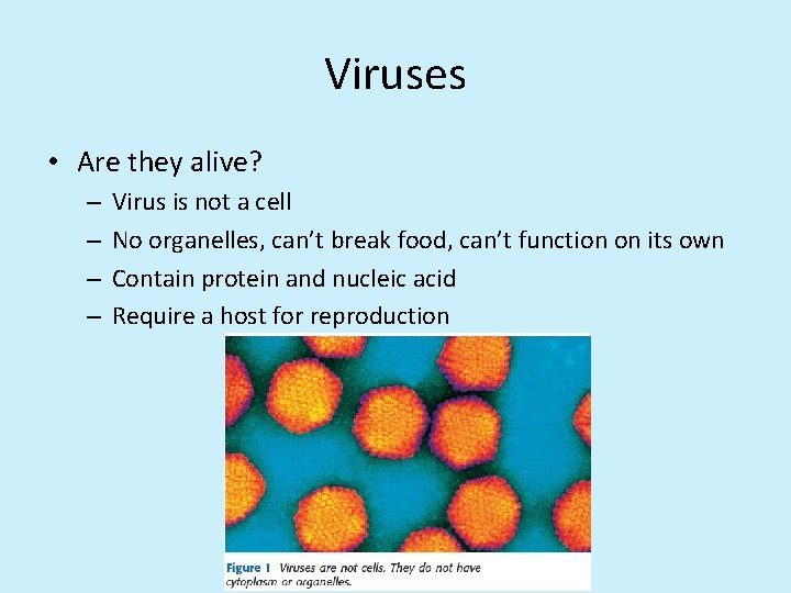 Viruses • Are they alive? – – Virus is not a cell No organelles,