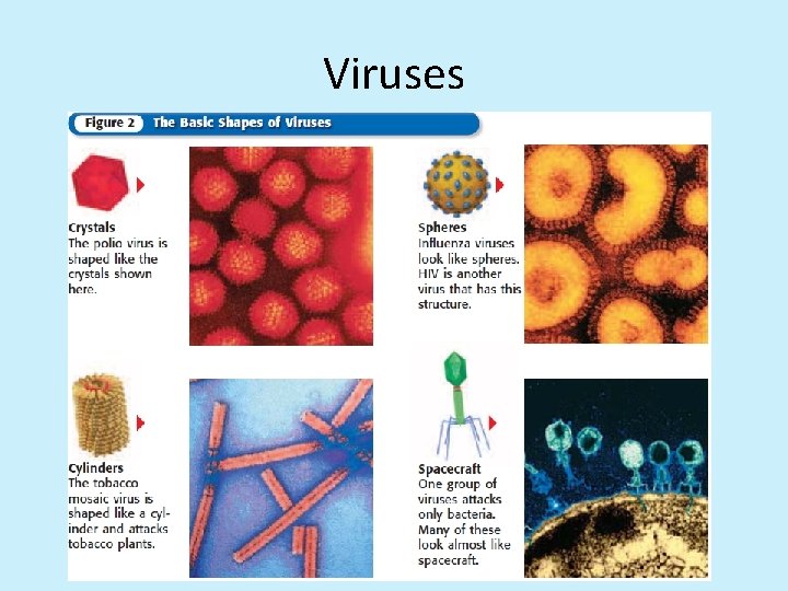 Viruses 