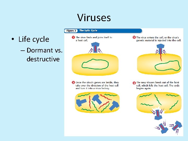 Viruses • Life cycle – Dormant vs. destructive 