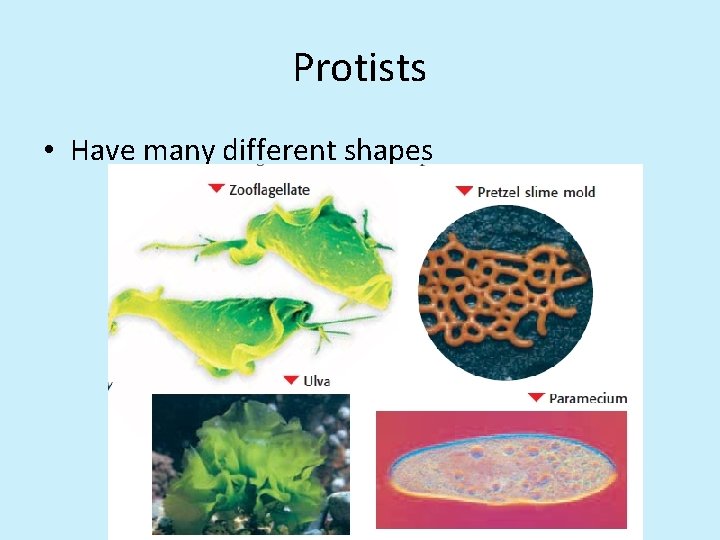 Protists • Have many different shapes 