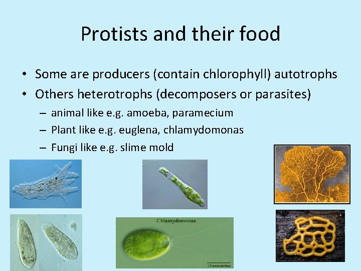 Protists and their food • Some are producers (contain chlorophyll) autotrophs • Others heterotrophs