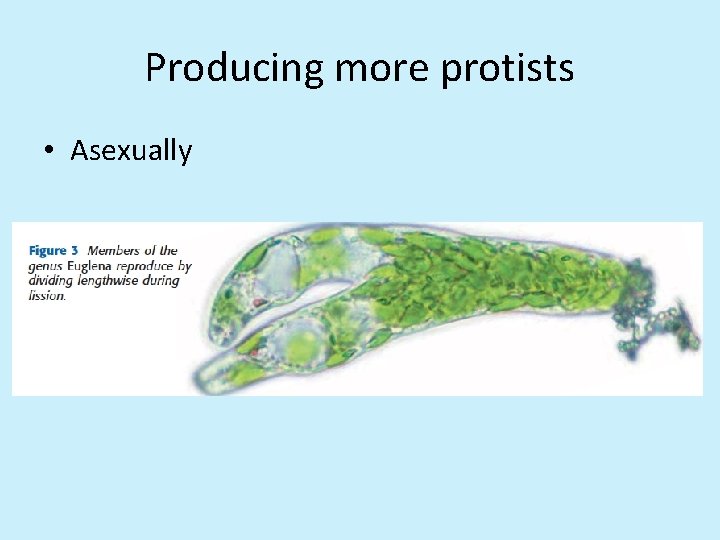 Producing more protists • Asexually 
