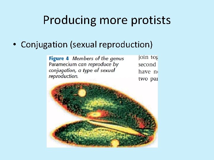 Producing more protists • Conjugation (sexual reproduction) 