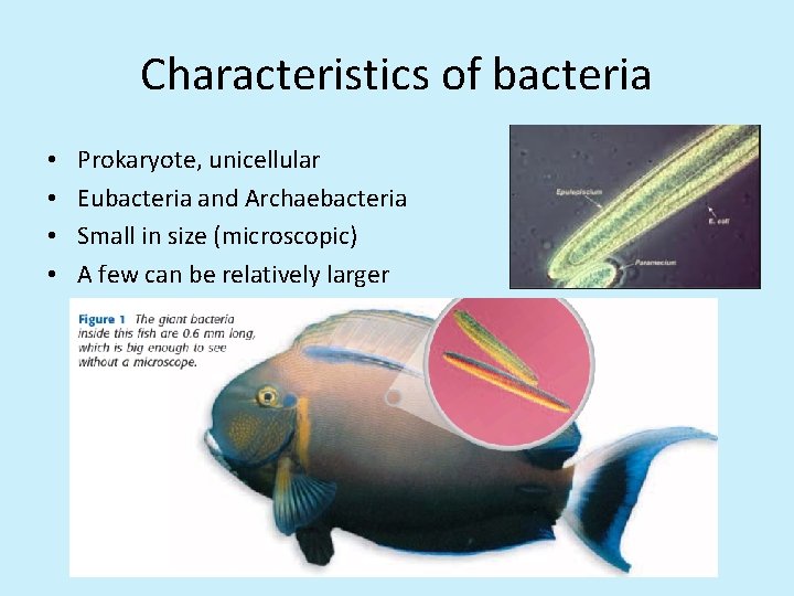 Characteristics of bacteria • • Prokaryote, unicellular Eubacteria and Archaebacteria Small in size (microscopic)