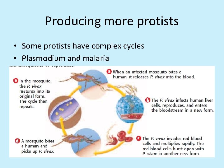 Producing more protists • Some protists have complex cycles • Plasmodium and malaria 