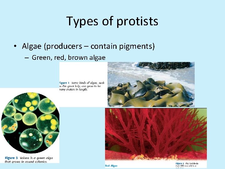 Types of protists • Algae (producers – contain pigments) – Green, red, brown algae