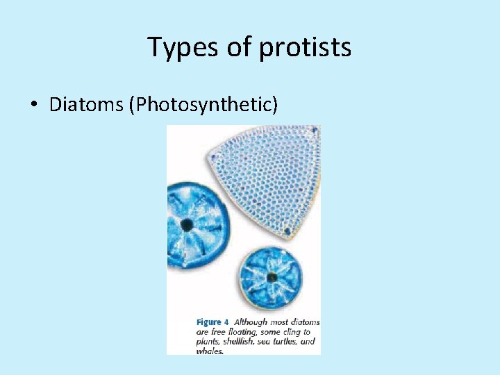 Types of protists • Diatoms (Photosynthetic) 