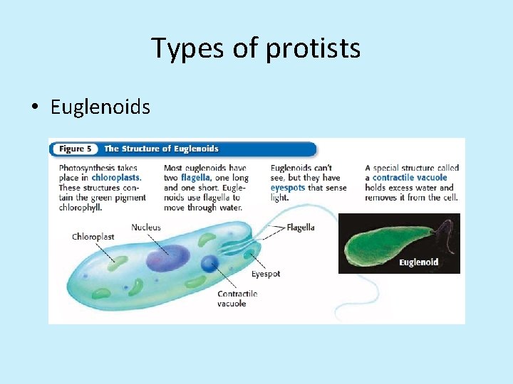 Types of protists • Euglenoids 