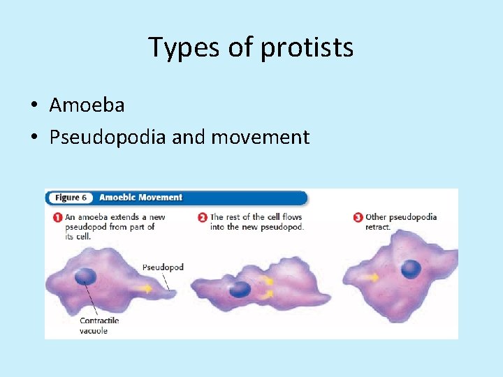 Types of protists • Amoeba • Pseudopodia and movement 