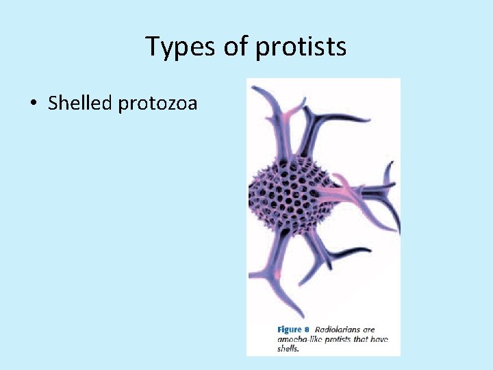 Types of protists • Shelled protozoa 
