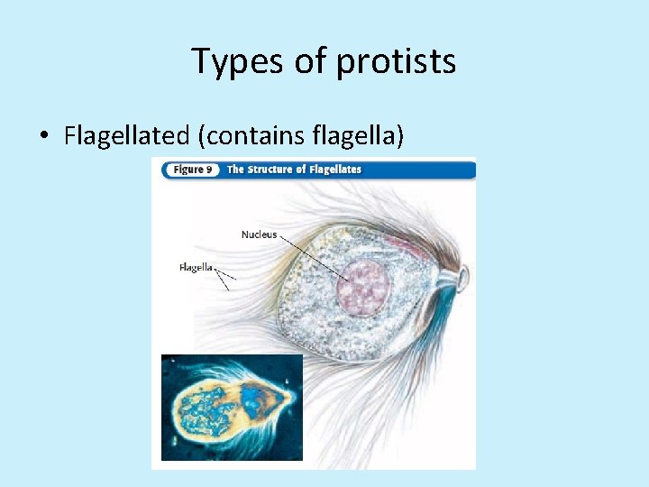 Types of protists • Flagellated (contains flagella) 