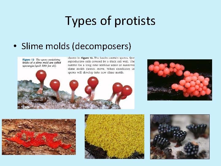 Types of protists • Slime molds (decomposers) 